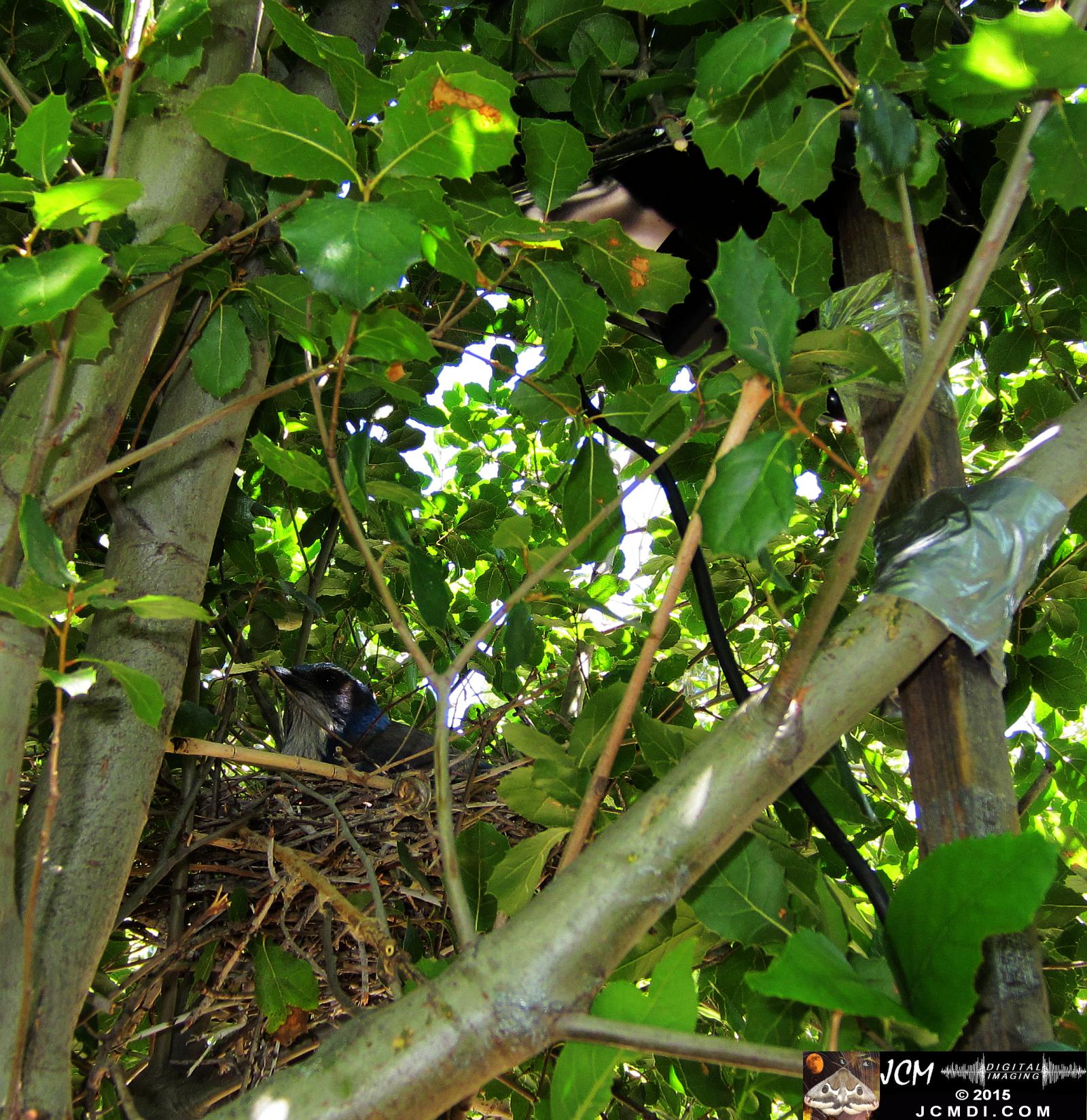 home-made GoPro wildlife camera rig and nest